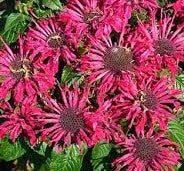 MONARDA POCAHONTAS RED ROSE