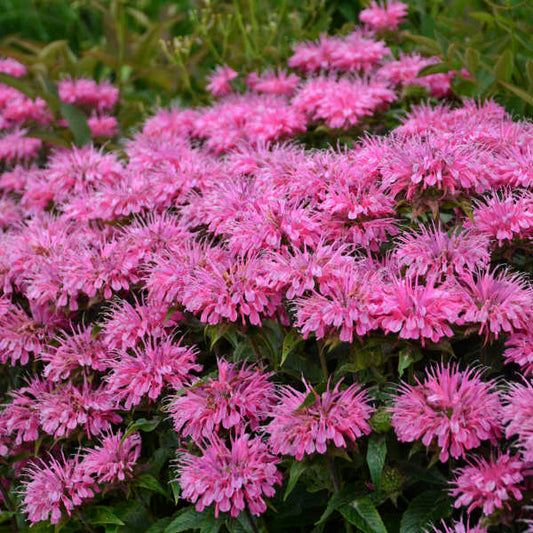 Monarda 'Bubblegum Blast'