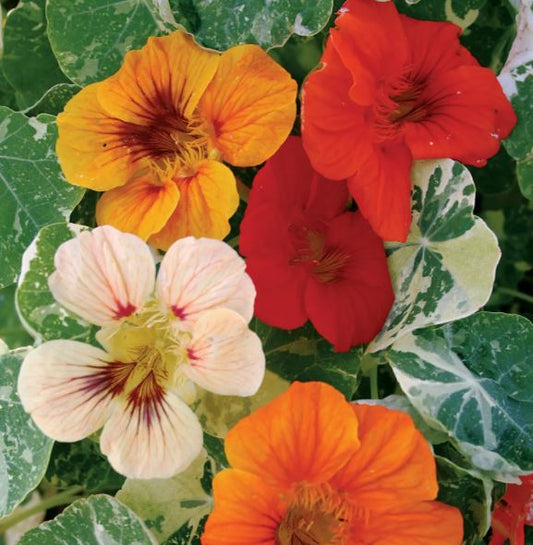 NASTURTIUM ALASKA MIX