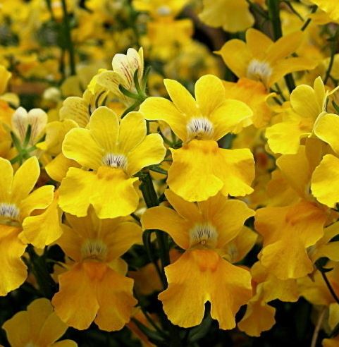 NEMESIA SUNSATIA LEMON