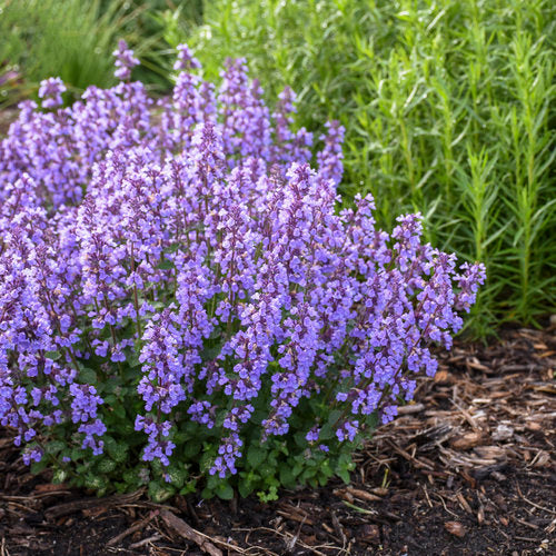 Nepeta 'Cat's Pajamas'