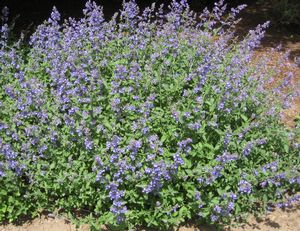 Nepeta 'Walker's Low'