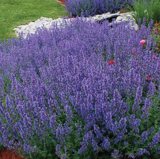 NEPETA WALKER'S LOW CATMINT