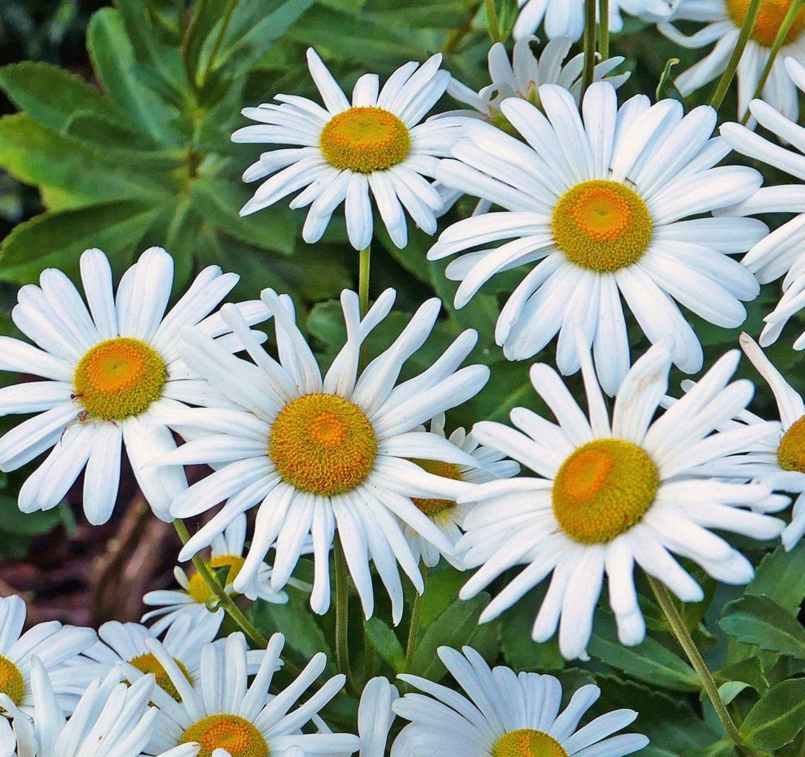 Nipponanthemum 'Montauk' (AA)