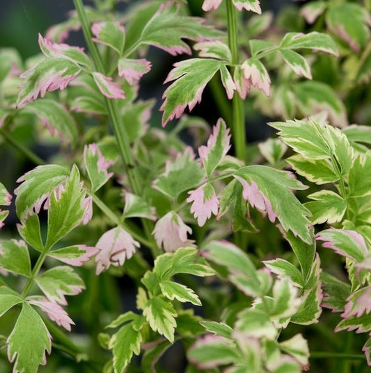Oenanthe Javan. Flamingo (Variegated Water Celery)