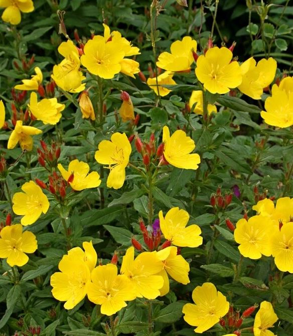 Oenothera 'Fireworks'