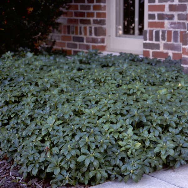 Pachysandra t. 'Green Carpet'