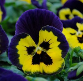 PANSY MATRIX YELLOW PURPLE WING