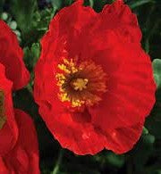 PAPAVER CHAMPAGNE BUBBLES SCARLET