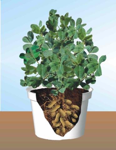 PEANUT ARACHIS HUPOGEA PEANUT PLANT