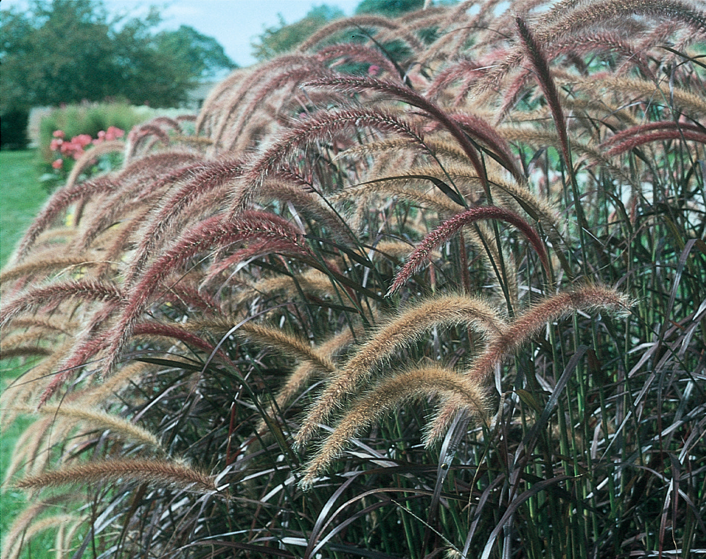 GRASS - PENNISETUM RUBRUM FOUNTAIN GRASS