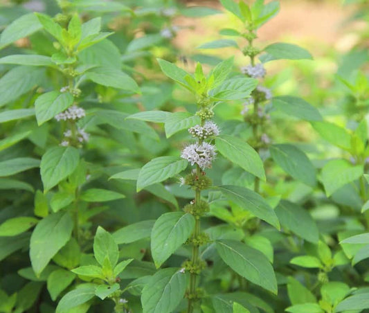 PENNYROYAL MENTHA PULEGIUM