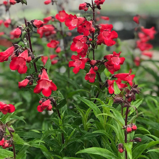 Penstemon hybrida 'Cherry Sparks'