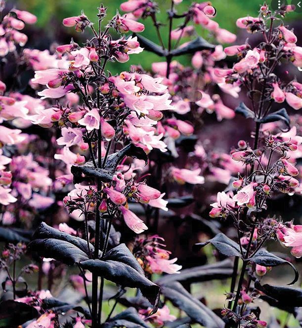 Penstemon 'Dakota Burgundy'