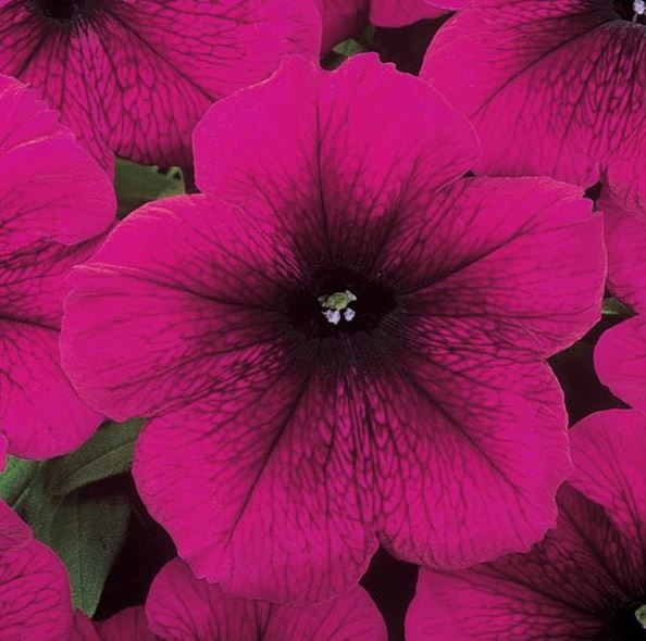 PETUNIA MADNESS MAGENTA