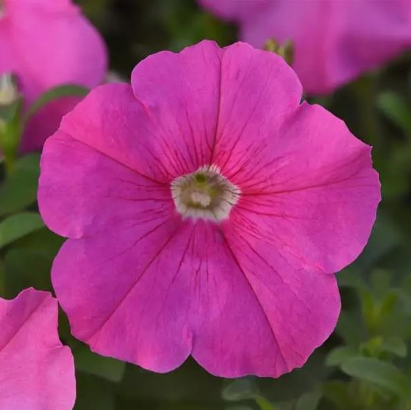 PETUNIA MADNESS PINK