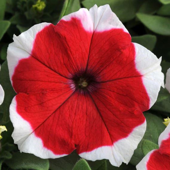 PETUNIA MADNESS RED PICOTEE