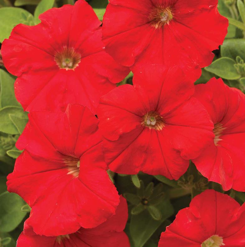 PETUNIA PICOBELLA RED