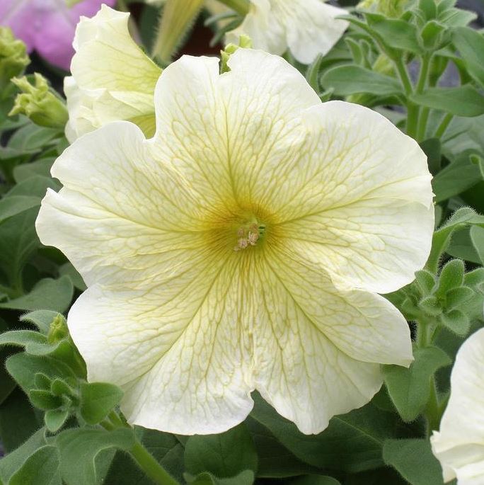 PETUNIA PRISM SUNSHINE