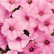 PETUNIA SUPERTUNIA BUBBLE GUM - 10'' HANGING BASKET