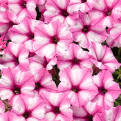 PETUNIA SUPERTUNIA PINK STAR CHARM