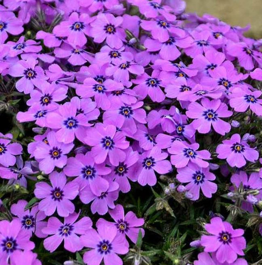 PHLOX SUBULATA EYE SHADOW - QUART POT