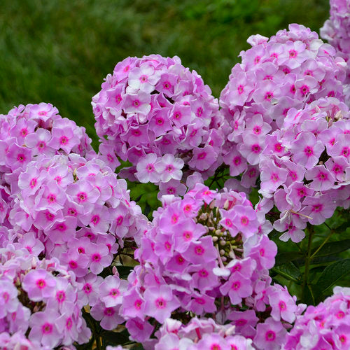 PHLOX 'LUMINARY OPALESCENCE' 19CM PW