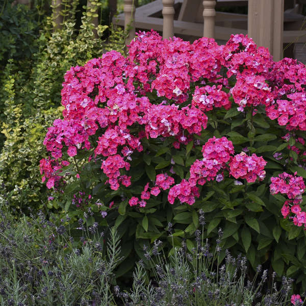 Phlox pan. 'Glamour Girl'