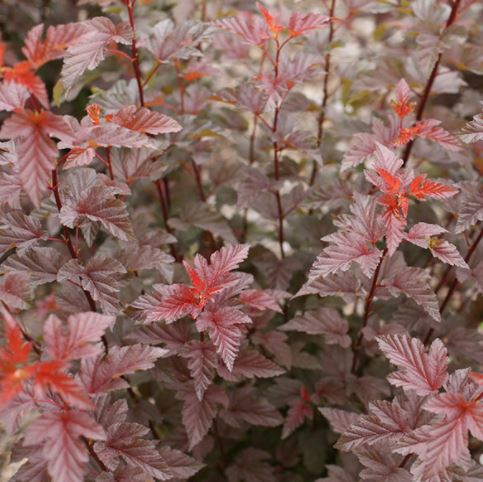 Physocarpus 'Lady in Red'