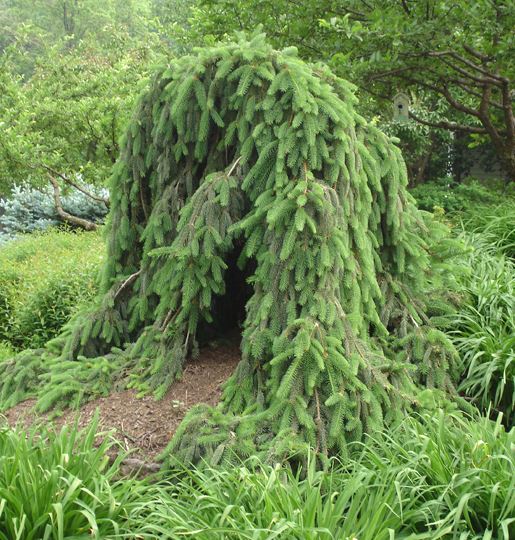 Picea abies 'Pendula'