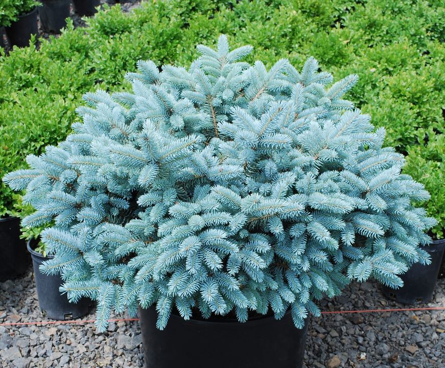 Picea pungens 'Glauca Globosa'