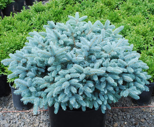 Picea pungens 'Glauca Globosa'