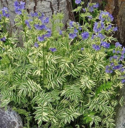 POLEMONIUM BRISE D'ANJOU JACOB'S LADDER