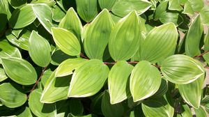 POLYGONATUM ODORATUM VARIEGATUM