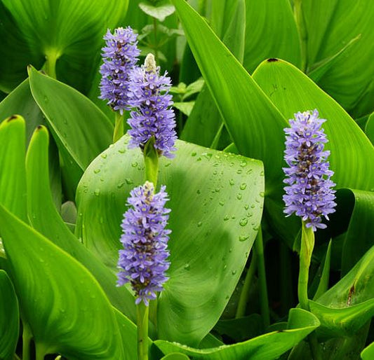 Pontederia Cordata (Purple Pickerel Rush)