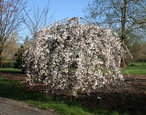 PRUNUS 'SNOFOZAM' UMBRELLA