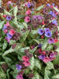 Pulmonaria 'High Contrast'