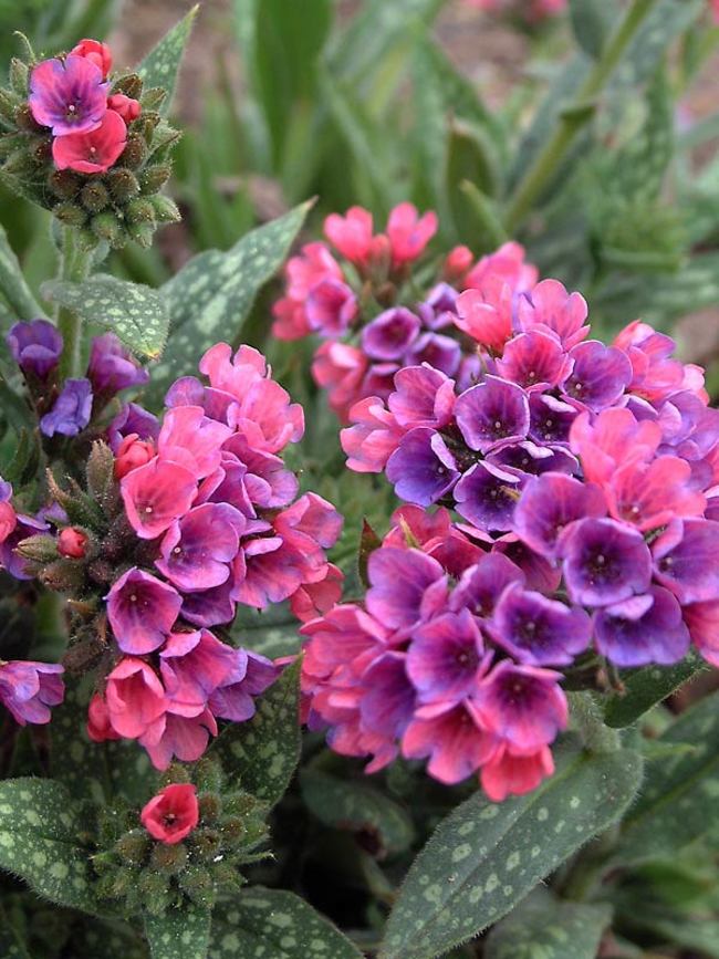 Pulmonaria 'Raspberry Splash'