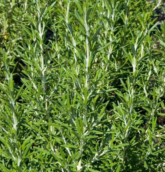 ROSEMARY COMMON BARBEQUE