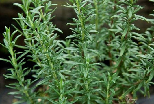 Rosemary Common 1 Gallon