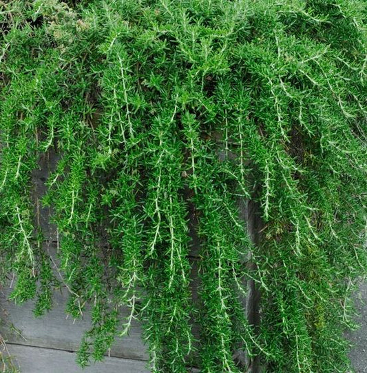 ROSEMARY TRAILING