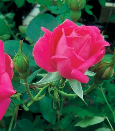 ROSE K.O. 'DBL PINK KNOCKOUT'