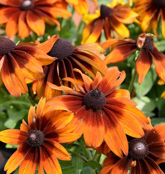 RUDBECKIA AUTUMN COLORS BLACK EYED SUSAN
