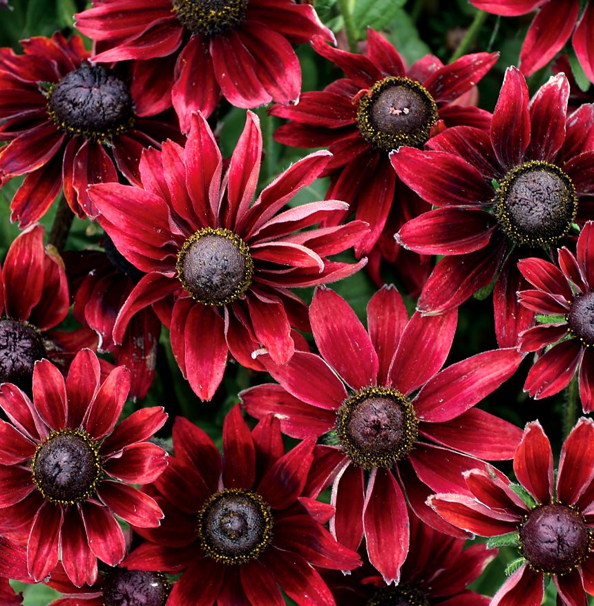 RUDBECKIA CHERRY BRANDY BLACK EYED SUSAN