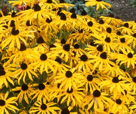 RUDBECKIA 'GLITTERS LIKE GOLD'