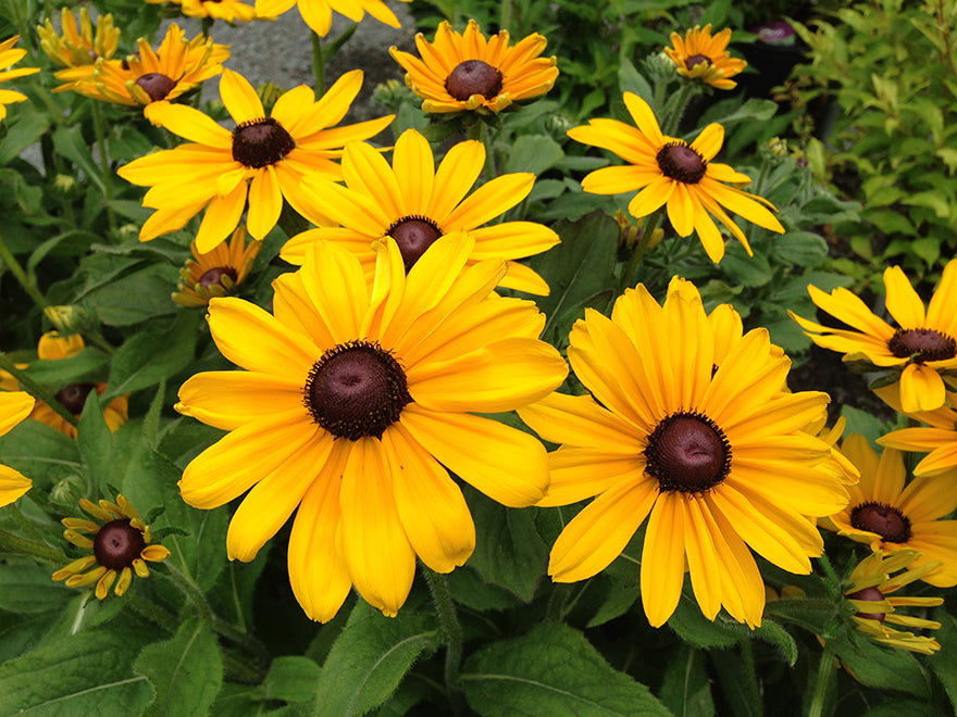 Rudbeckia 'Indian Summer'