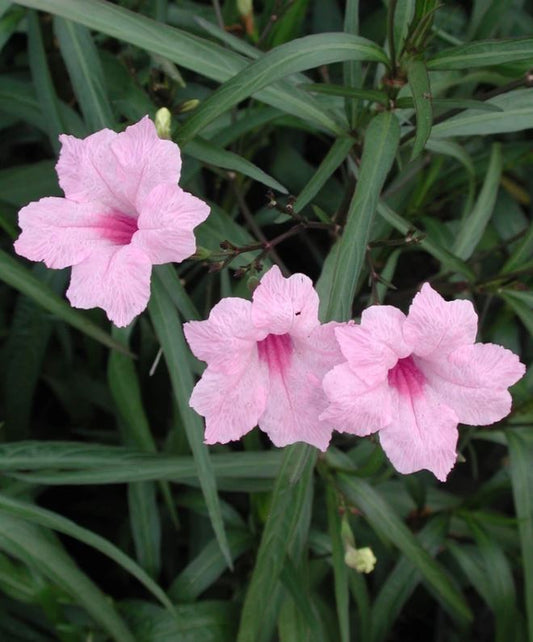 Ruellia Brittoniana Chi Chi