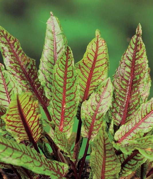 Rumex Sanguineus (Red Water Dock)