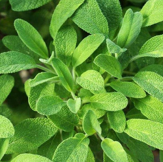 SAGE COMMON GARDEN SALVIA