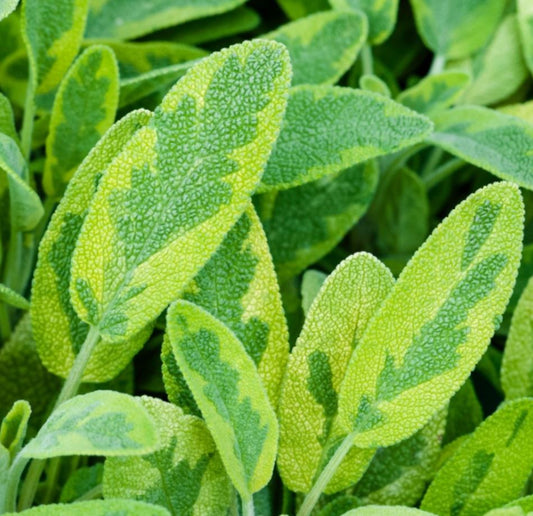 SAGE GOLDEN VARIEGATED